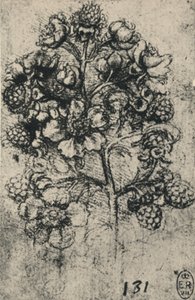 A Spray of Brambles, c1480 1945 tekijältä Leonardo da Vinci