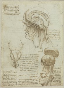 Anatomisia piirustuksia ja muistiinpanoja sisältävä käsikirjoitusarkki, 1506-1508. tekijältä Leonardo da Vinci