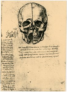 Anatominen luonnos ihmisen kallosta, c1472-1519 tekijältä Leonardo da Vinci