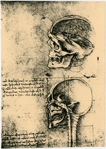 Anatominen luonnos, kaksi tutkimusta ihmisen kallosta, c1489 tekijältä Leonardo da Vinci