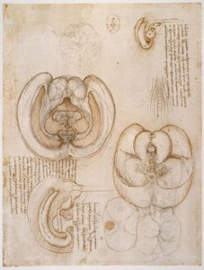Anatomiestudien tekijältä Leonardo da Vinci