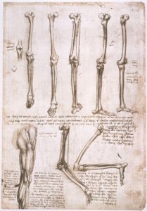 Anatomiestudien tekijältä Leonardo da Vinci