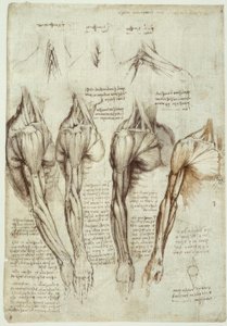 Anatomiestudien tekijältä Leonardo da Vinci