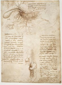 Anatomiestudien tekijältä Leonardo da Vinci