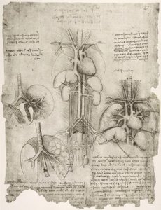 Anatomiestudien tekijältä Leonardo da Vinci