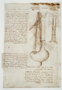 Anatomiestudien tekijältä Leonardo da Vinci