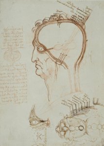 Anatomiestudien tekijältä Leonardo da Vinci