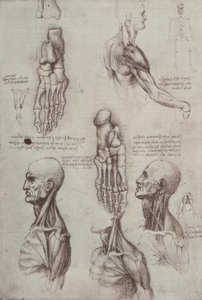Anatomiestudien tekijältä Leonardo da Vinci