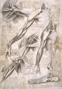 Anatomiestudien tekijältä Leonardo da Vinci