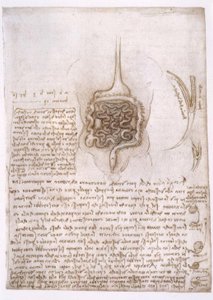 Anatomiestudien tekijältä Leonardo da Vinci