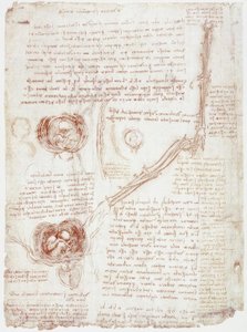Anatomiatutkimukset: kyynärpään liike / sikiö kohdussa tekijältä Leonardo da Vinci