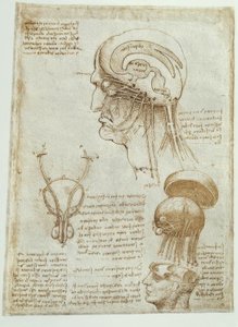 Anatomiestudien: Gehirn, Hirnkammern und Hirnnerven / männl tekijältä Leonardo da Vinci