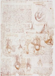 Anatomian tutkimukset: napanuora / sikiö... tekijältä Leonardo da Vinci