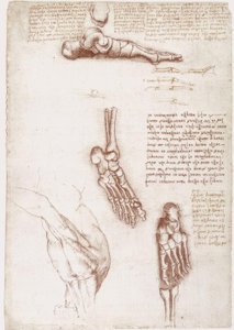 Anatomiestudien: Oberflächenanatomie der Schulter / Knochen des Fußes tekijältä Leonardo da Vinci