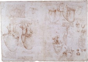 Anatomiatutkimukset: pintalaskimot... tekijältä Leonardo da Vinci