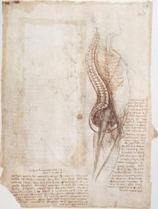 Anatomiestodien: Wirbelsäule... tekijältä Leonardo da Vinci