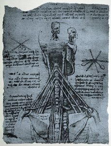 Ihmisen niskan ja olkapään luurakenne, faksimile-kopio. tekijältä Leonardo da Vinci