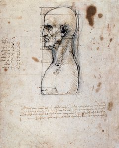Miehen rintakuva profiilissa mitoilla ja muistiinpanoilla (seepiamuste pellavapaperille) tekijältä Leonardo da Vinci