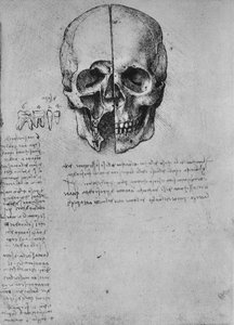 Piirustus kahdesta kallon puoliskosta, c1480 1945 tekijältä Leonardo da Vinci