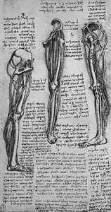 Piirustuksia vasemmasta jalasta, jossa näkyy luut ja jänteet, c1480 1945 tekijältä Leonardo da Vinci