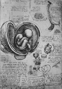 Piirustukset kohdussa olevasta alkiosta, c1480 1945 tekijältä Leonardo da Vinci