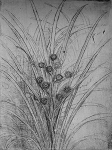 Flowering Rushes, c1480 1945 tekijältä Leonardo da Vinci