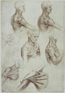 Leonardo / Hals– Schultermuskulatur/f. 136v tekijältä Leonardo da Vinci