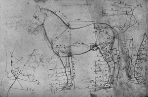 Hevosen mitattu piirros profiilissa vasemmalle, c1480 1945 tekijältä Leonardo da Vinci