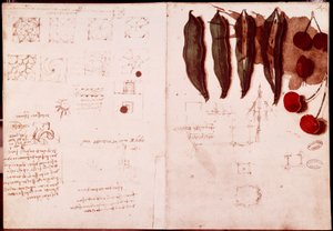 Kasvitieteen ja geometrian muistiinpanoja ja luonnoksia. Piirustus Leonardo da Vincin (Leonardo da Vinci) (1452-1519) käsikirjoituksen kaksoissivulle tekijältä Leonardo da Vinci