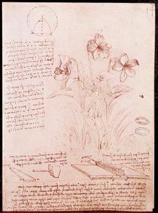 Kasvitieteen ja geometrian muistiinpanot ja luonnokset: narsissi. Piirustus Leonardo da Vincin (Leonardo da Vinci) (1452-1519) käsikirjoituksen kaksoissivulle tekijältä Leonardo da Vinci