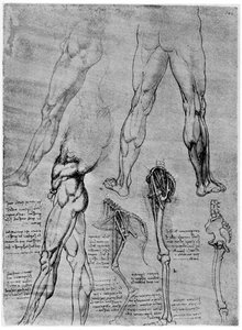 Vertailevan anatomian tutkimukset, 1506-1507 1954 tekijältä Leonardo da Vinci