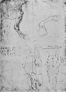 Hevosten etujalkojen tutkimukset ja hevosten päiden mitatut piirustukset, c1480 1945 tekijältä Leonardo da Vinci
