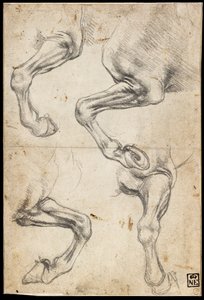 Hevosen jalkaa koskevat tutkimukset tekijältä Leonardo da Vinci