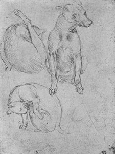 Tutkimuksia koirasta ja kissasta, c1480 1945 tekijältä Leonardo da Vinci