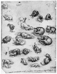 Kissojen tutkimukset, 1513-1515 1954 tekijältä Leonardo da Vinci
