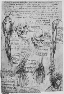 Kasvojen ja käsivarsien lihasten tutkimukset, c1480 1945 tekijältä Leonardo da Vinci