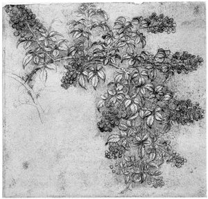 Karhunvatukkahaaratutkimus, 1400-luvun loppu tai 1500-luvun alku 1954 tekijältä Leonardo da Vinci
