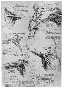 Olkanivelten tutkimus, 1510-1511 1954 tekijältä Leonardo da Vinci