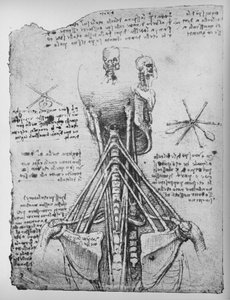 Tutkimus luurangon takaa katsottuna, niskan jänteet, c1480 1945 tekijältä Leonardo da Vinci