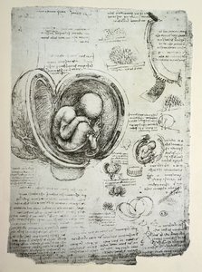 Ihmisen sikiö kohdussa, faksimile-kopio. tekijältä Leonardo da Vinci