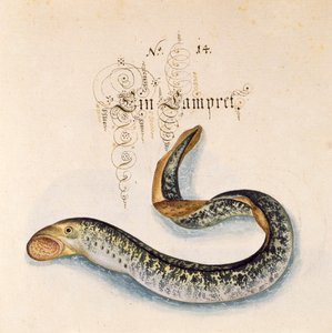 Lisää 6485 f.50 Sea Lamprey
