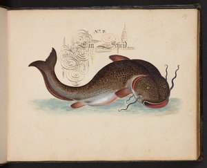 "Uma descrição natural exata e delineamento das aves aquáticas, peixes, bestas quadrúpedes, insetos e vermes, que são encontrados nas águas de Strassburg [Estrasburgo], que eu mesmo fotografei e manuseei. Leonard Baldner, Pescador e Cidadão em Estrasburgo 