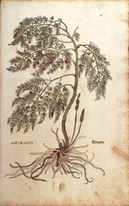 Leonhart Fuchsin parsa (Asparagus officinalis) De historia stirpium commentarii insignesista (Huomattavia kommentteja kasvien historiasta) värillinen kaiverrus tekijältä Leonhard Fuchs