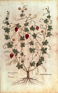 Balsamiomena (Momordica balsamina), Leonhart Fuchs De historia stirpium commentarii insignesista (Huomattavia kommentteja kasvien historiasta), värillinen kaiverrus tekijältä Leonhard Fuchs