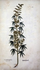 Cannabis Sativa (viljelykasvi hamppua) - Leonhart Fuchsin teoksessa "The History of the Lineages of the Insignia Commentary"