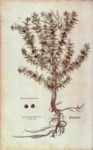 Tavallinen kataja - Juniperus communis (Juniperus minor), kirjoittanut Leonhart Fuchs julkaisusta De historia stirpium commentarii insignes (merkittäviä kommentteja kasvien historiasta) värillinen kaiverrus tekijältä Leonhard Fuchs