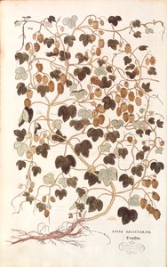 Harvinainen humala - Humulus lupulus (Lupus salictarius) Leonhart Fuchs De historia stirpium commentarii insignesista (Huomattavia kommentteja kasvien historiasta) värillinen kaiverrus