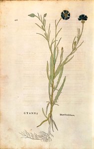 Ruiskukka (Centaurea cyanus), Leonhart Fuchs julkaisusta De historia stirpium commentarii insignes (merkittäviä kommentteja kasvien historiasta), värillinen kaiverrus tekijältä Leonhard Fuchs