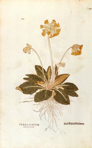 Lehmänkelkka - Primula veris officinalis (Verbasculum odoratum), kirjoittanut Leonhart Fuchs julkaisusta De historia stirpium commentarii insignes (merkittäviä kommentteja kasvien historiasta), värillinen kaiverrus