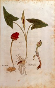 Käkipint eli italialaiset herrat ja naiset - Arum italicum (Arum), kirjoittanut Leonhart Fuchs teoksesta De historia stirpium commentarii insignes (Huomattavia kommentteja kasvien historiasta), värillinen kaiverrus tekijältä Leonhard Fuchs